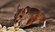 24 Hour & Emergency Exterminators in Lava Beds National Monument, CA
